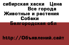 l: сибирская хаски › Цена ­ 10 000 - Все города Животные и растения » Собаки   . Белгородская обл.